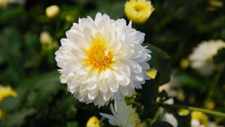 Cây Cúc hoa trắng. Chrysanthemum morifolium Ramat - Cây Thuốc Nam Quanh Ta